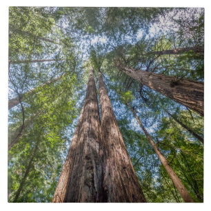 Carreau Arbres séquoias Comté de Marin, Californie