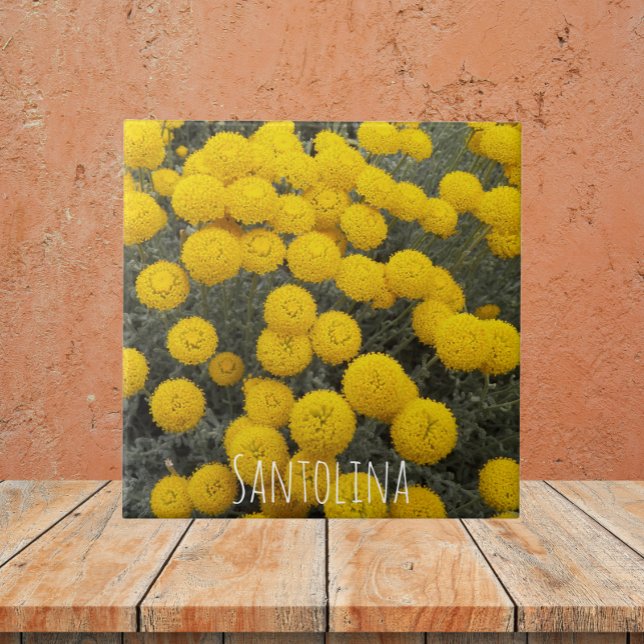 Carreau Arbuste à fleurs de Santolina jaune Floral (In Situ)