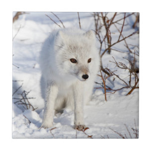 Carreau Arctic Fox, région de gestion de la faune de Churc