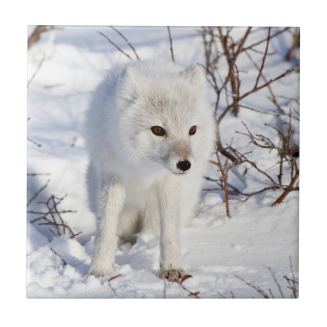 Carreau Arctic Fox, région de gestion de la faune de Churc (Devant)