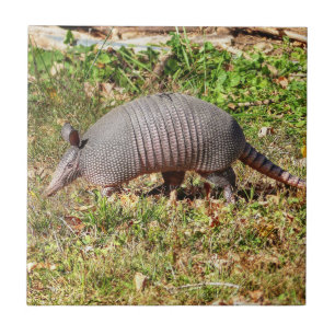 Carreau Armadillo