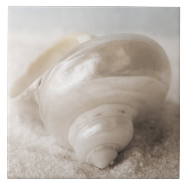 Carreau Arrière - plan de Shell de mer de la Floride - la (Devant)