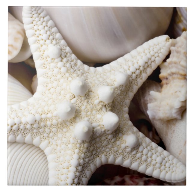 Carreau Arrière - plan d'étoiles de mer de Shell de mer - (Devant)