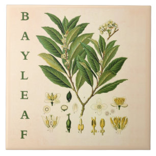 Carreau Art de cuisine vintage : fleurs de plante d'herbe