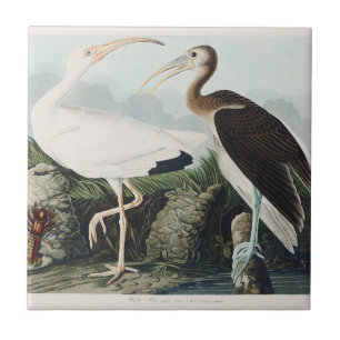 Carreau Art de la nature de l'oiseau Ibis blanc d'Audubon 
