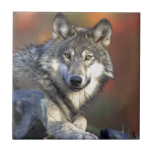 Carreau Art de Wolf Lovers