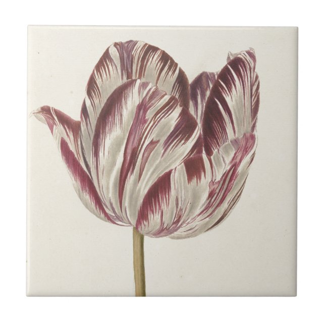 Carreau Art hollandais vintage : Tulipe blanche et rouge (Devant)