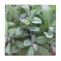 Art sage de photographie de collection d'herbe