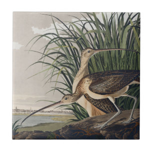 Carreau Art vintage d'oiseau Courlis à long bec d'Audubon