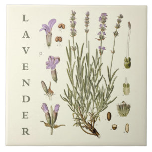 Carreau Art Vintage : Plante de Lavande et Fleurs Scientif