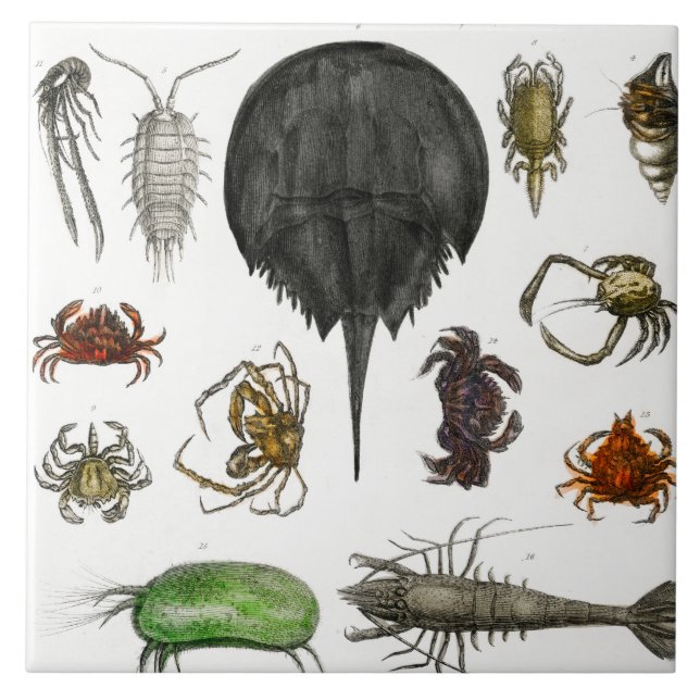 Carreau arthropode, insecte, biologie, animal, arthropodes (Devant)