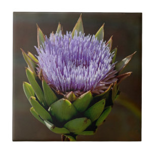 Carreau Artichaut, Cynara Cardunculus, en fleur