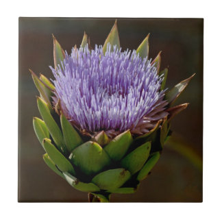 Carreau Artichaut, Cynara Cardunculus, en fleur