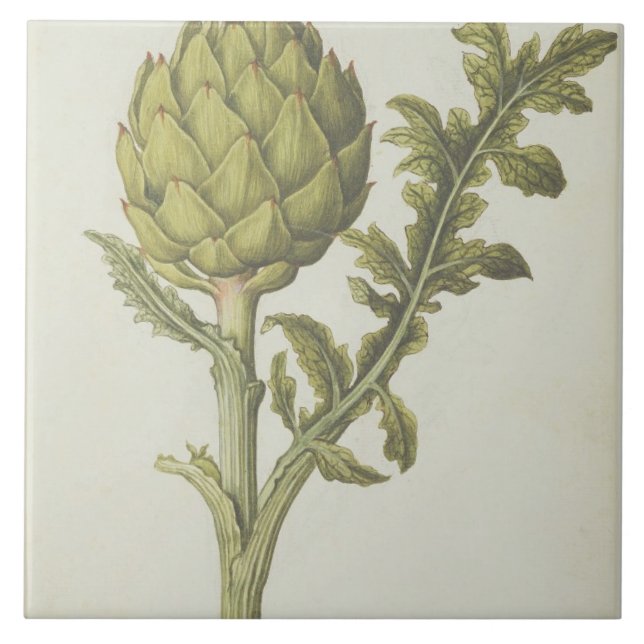 Carreau Artichaut : Scolymus de Cynara, c.1568 (Devant)
