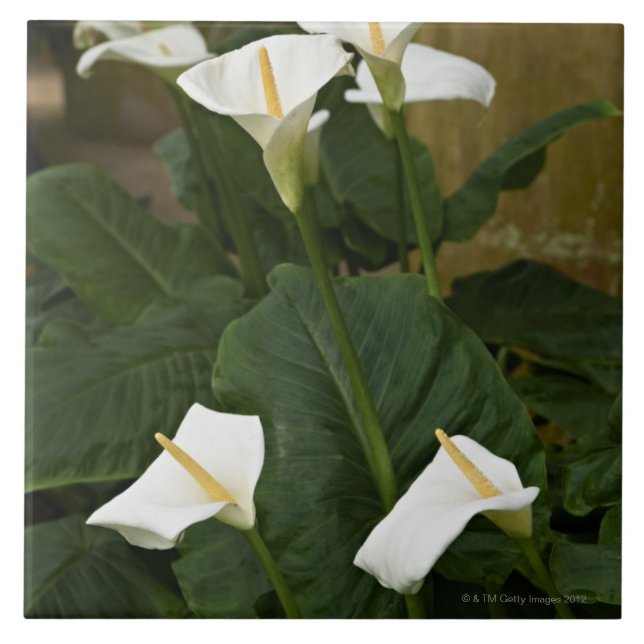 Carreau Arum ou zantedeschias, aethiopica de Zantedeschia, (Devant)