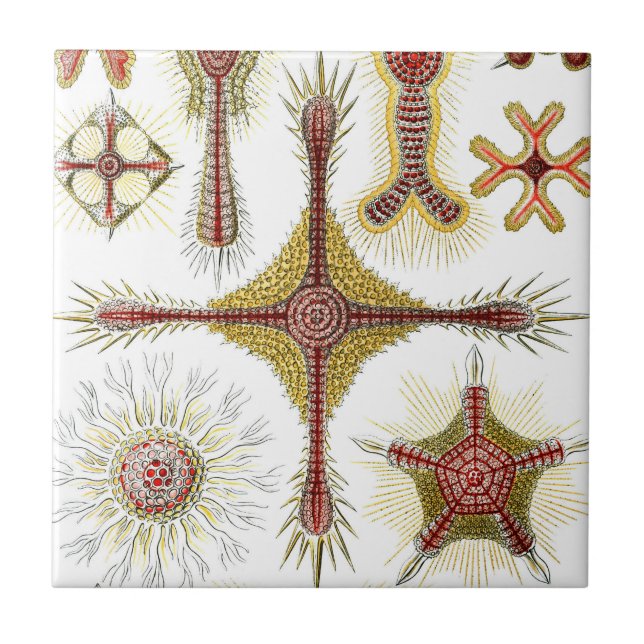 Carreau Ascidiae par Ernst Haeckel, Animaux marins Vintage (Devant)