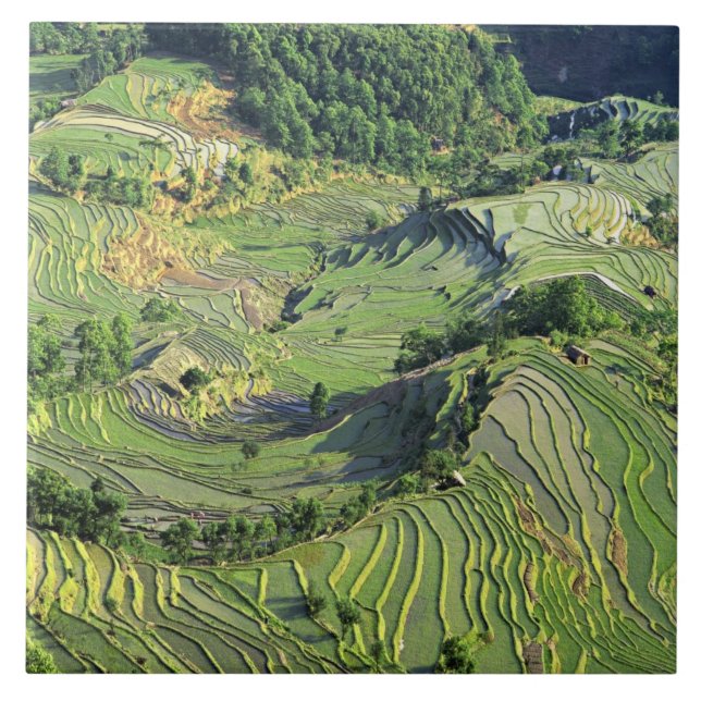 Carreau Asie, Chine, Yunnan, Yuanyang. Motif de vert (Devant)