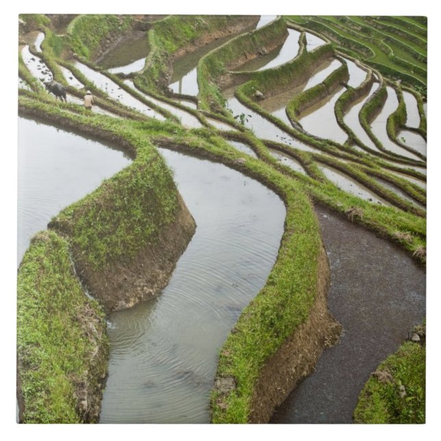 Carreau Asie, Chine, Yunnan, Yuanyang. Riz inondé (Devant)