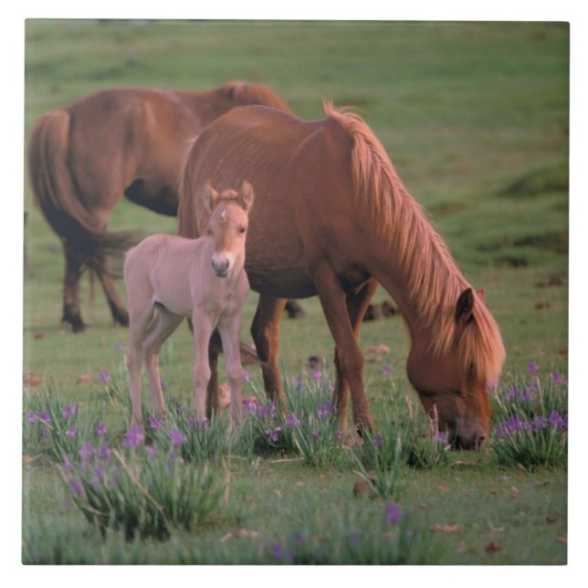 Carreau Asie, Mongolie, Désert de Gobi. Chevaux sauvages (Devant)