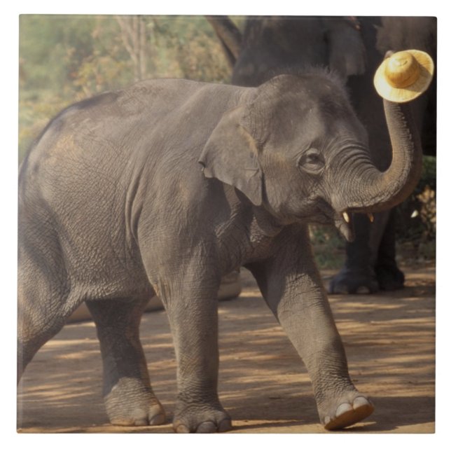 Carreau Asie, Thaïlande, Lampang Bowing avec casquette - T (Devant)