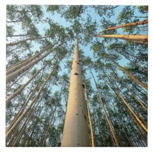Carreau Aspen Trunks And Leaves, Yukon