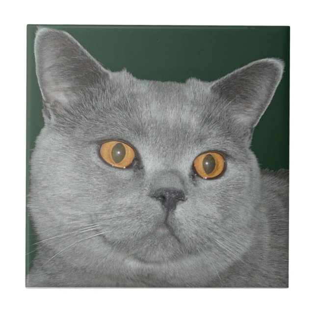 Carreau Assez tuile de Kitty observée par orange (Devant)