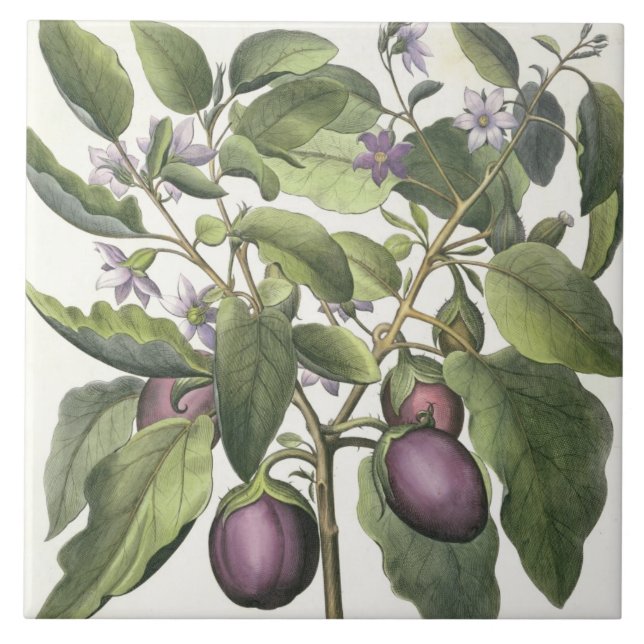 Carreau Aubergine : Pallido de fructu de Melanzana, du (Devant)