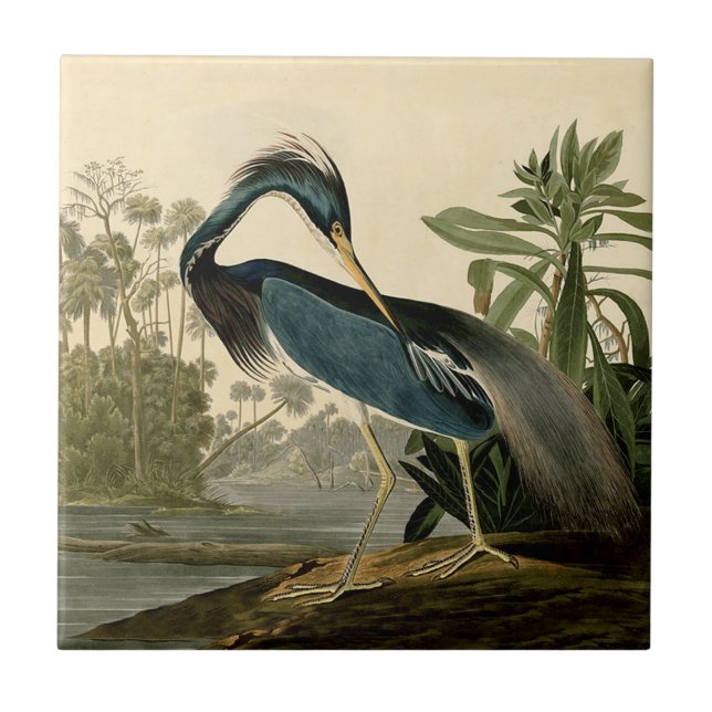 Carreau Audubon Louisiana Heron Birds America Art (Devant)