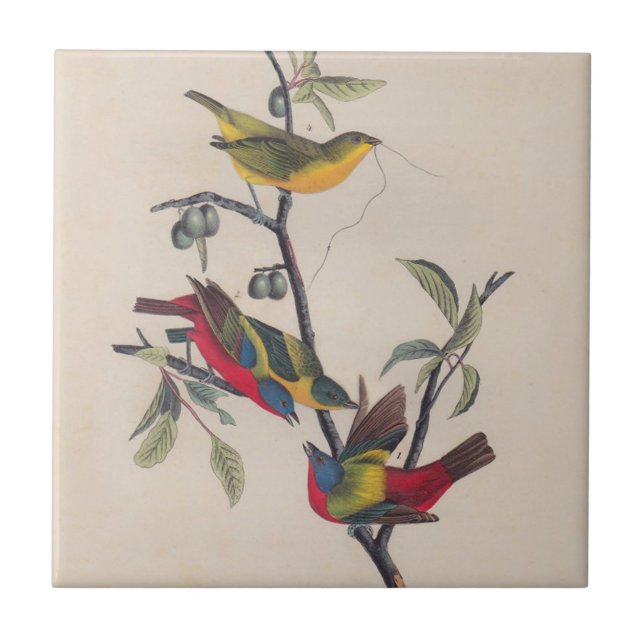 Carreau Audubon Peint Bunting Bird Wildlife (Devant)