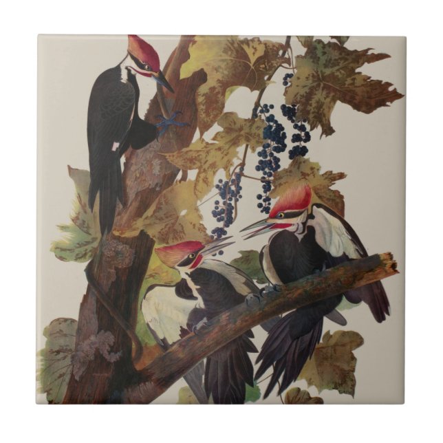 Carreau Audubon Peinture d'Oiseaux Pic Pilé (Devant)