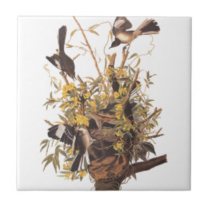 Carreau Audubon se moque des oiseaux