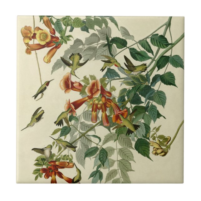 Carreau Audubon Throsé de colibri (Devant)