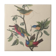 Audubon Vibrant Peint Bunting Faune Peinture