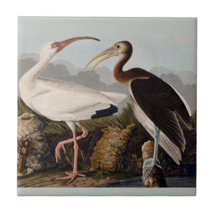 Carreau Audubon White Ibis Bird Wildlife