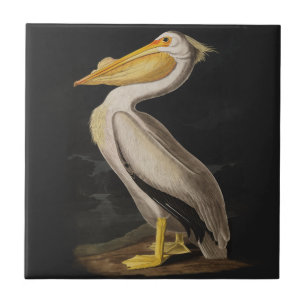 Carreau Audubon White Pelican Bird Amérique
