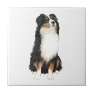 Carreau Australian Shepherd (A) - Trois Couleurs