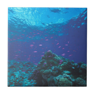 Carreau Australie, Grande Barrière de corail. Tourbillonne