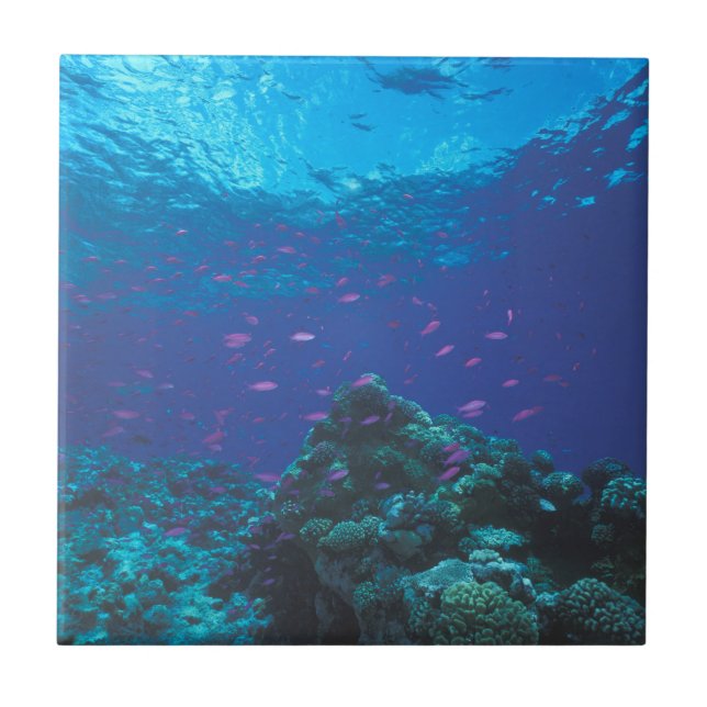 Carreau Australie, Grande Barrière de Corail. Violet Swiss (Devant)