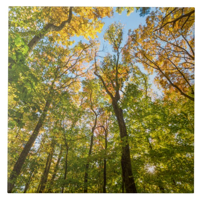 Carreau Automne dans une forêt à Amesbury, Massachusetts (Devant)