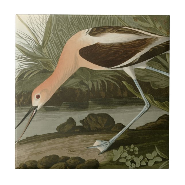 Carreau Avocette américaine (Devant)
