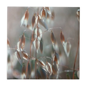 Carreau Avoine Mûre (Avena Sativa) Gros Plan. Ceres, Bolan