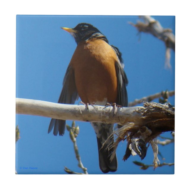 Carreau B28 Robin (Devant)