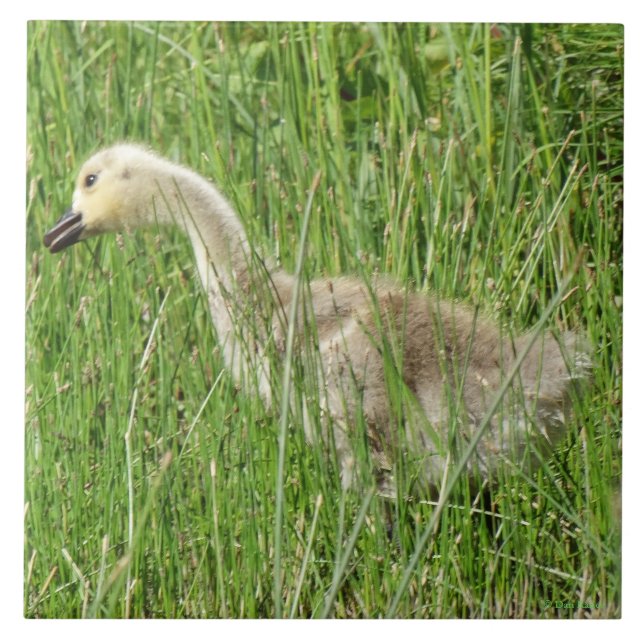 Carreau B58 Gosling d'oie du Canada dans l'herbe (Devant)