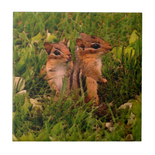 Carreau Baby Chipmunks Animal Art