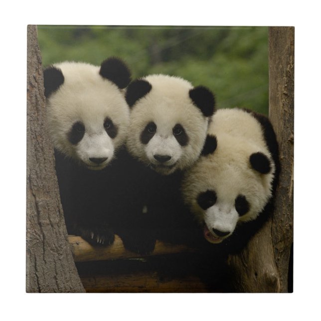 Carreau Baby panda géante Ailuropoda melanoleuca) (Devant)