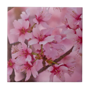 Carreau Baigné dans des fleurs de cerisier japonaises