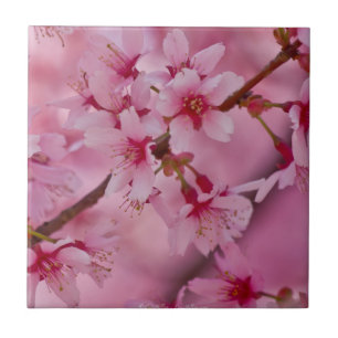 Carreau Baigné dans le rose japonais cerisier fleurs II Ca