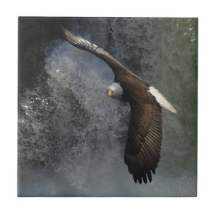 Carreau Bald Eagle Raptor Wildlife Waterfall Tile