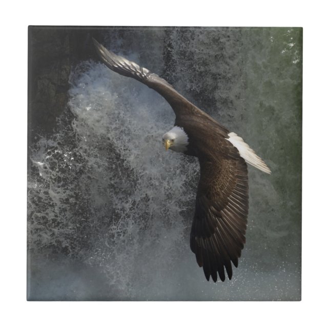 Carreau Bald Eagle Raptor Wildlife Waterfall Tile (Devant)