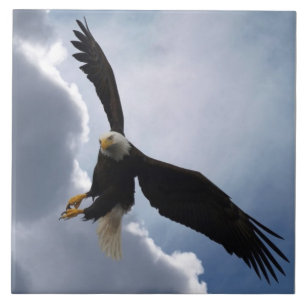 Carreau Bald Eagle Wildlife Photo Carrelage cadeau ou Triv